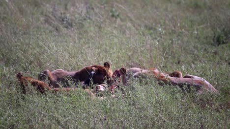 Nahaufnahme-Einer-Kardanischen-Aufnahme-Von-Löwinnen,-Die-In-Freier-Wildbahn-Gnukadaver-Fressen