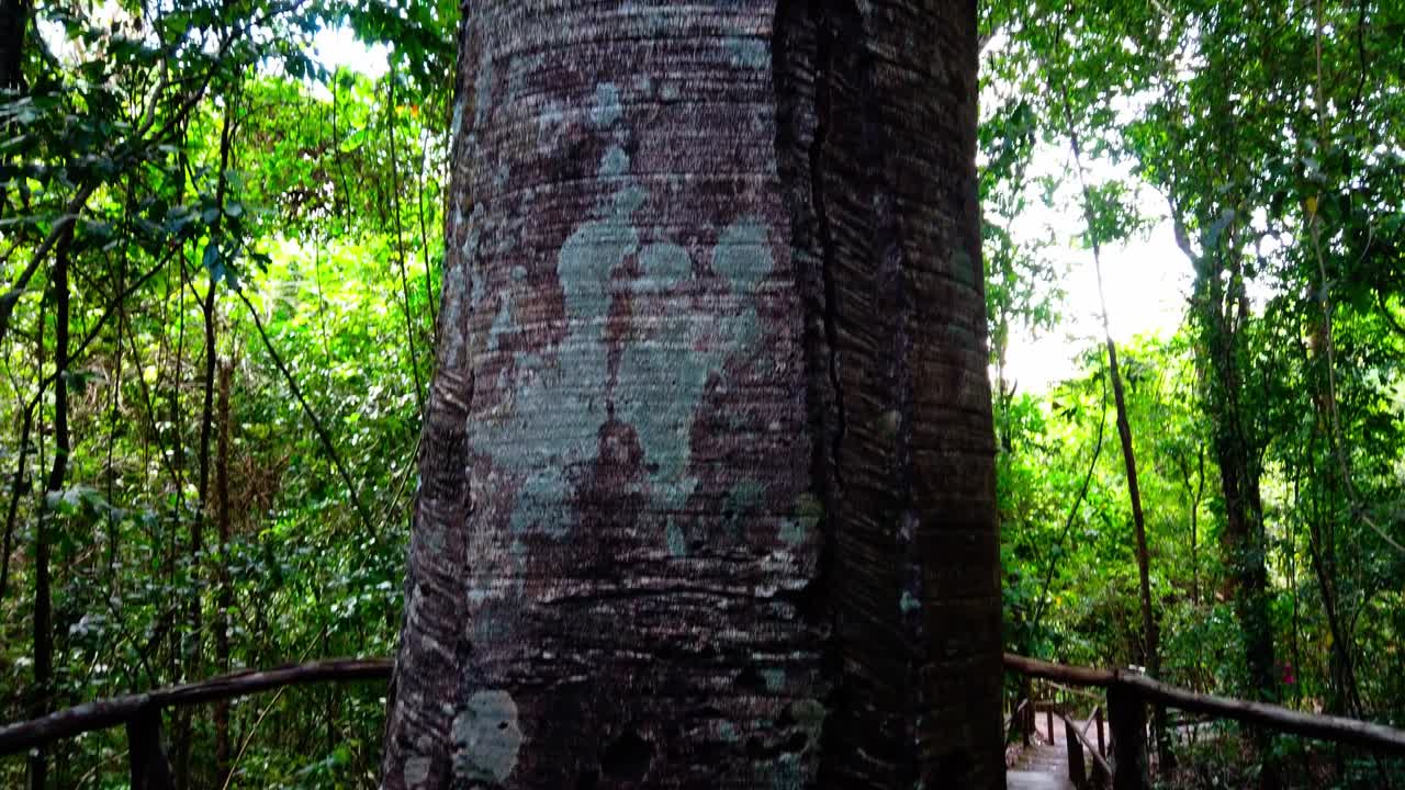 toma panorámica en movimiento lento de un árbol de 300 años en un área protegida de las llanuras brasileñas