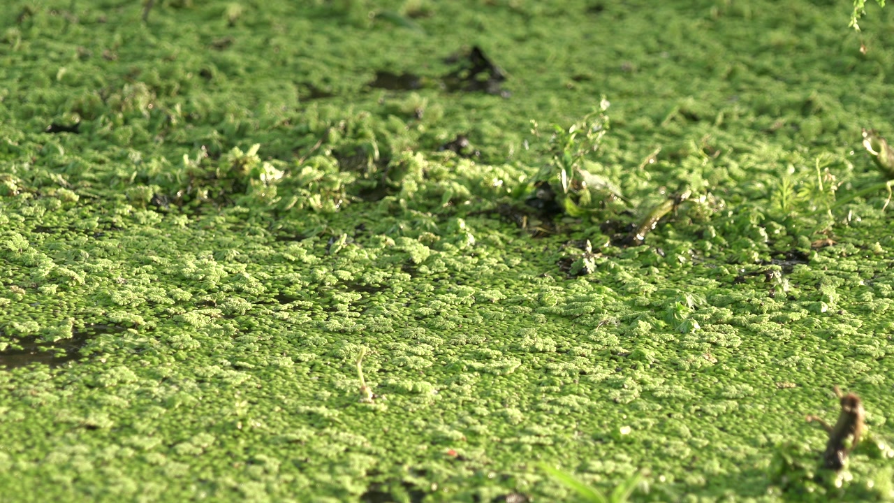 Lenticchia d'acqua verde che galleggia sulla superficie di uno stagno immobile