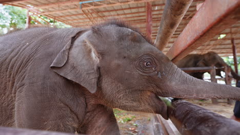 baby asian elephant eating cucumber in thailand