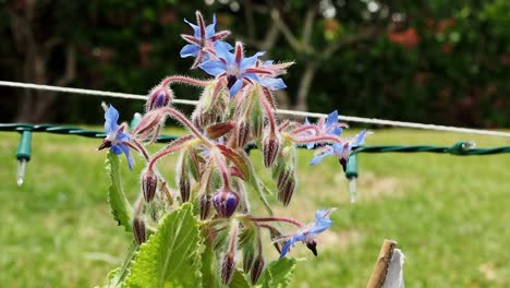 Borretsch-Blüht-Im-Frühling-Und-Sommer