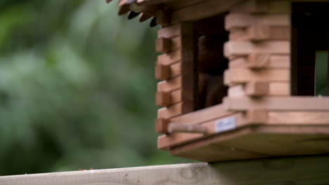 Schönes-Rotes-Eichhörnchen,-Das-Neben-Einem-Vogelhäuschen-Sitzt