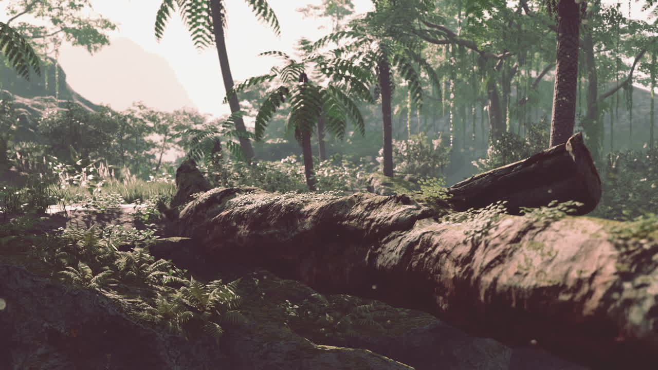 열대우림 콜롬비아 남미 일몰