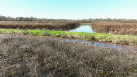 Wetland-scene-at-Bell-Slough-Wildlife-Management-Area,-Arkansas,-with-a-serene-water-pond,-dry-reeds