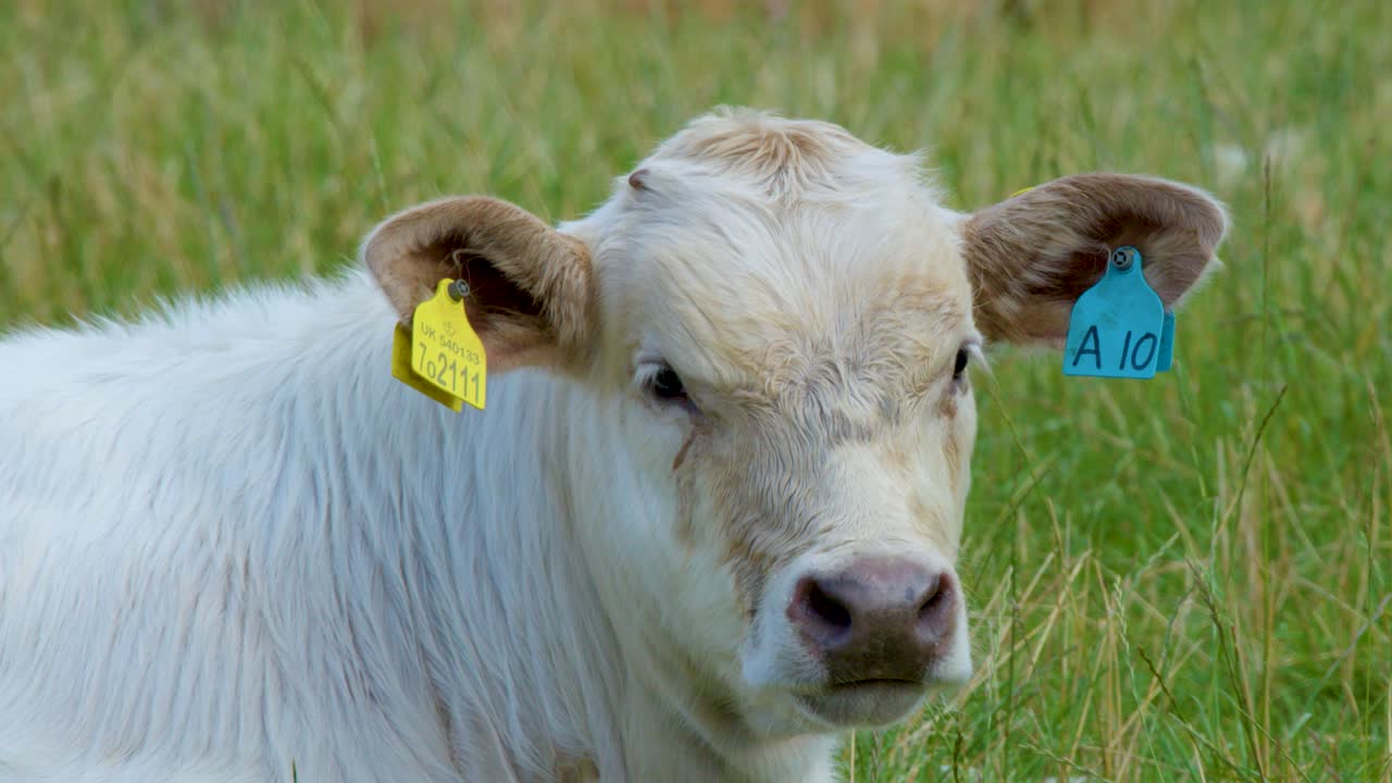 A young white calf with ear tags stands calmly in a grassy Scottish Highlands field