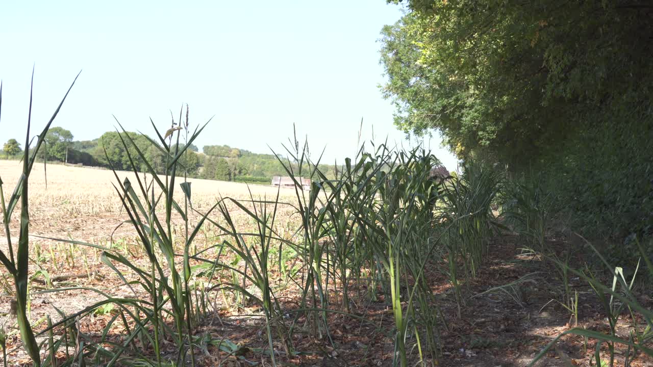 vista del paisaje de los campos dentro del reino unido