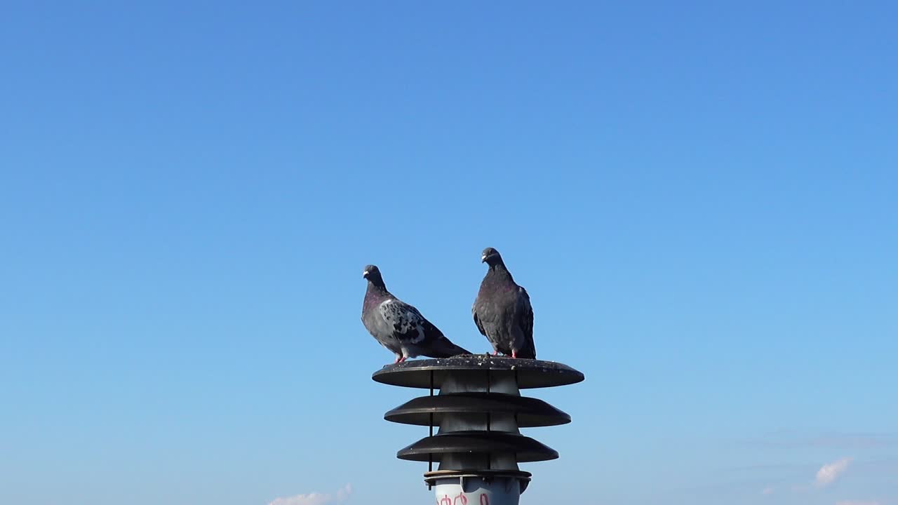 Piccioni posati su un lampione con lo sfondo della città.