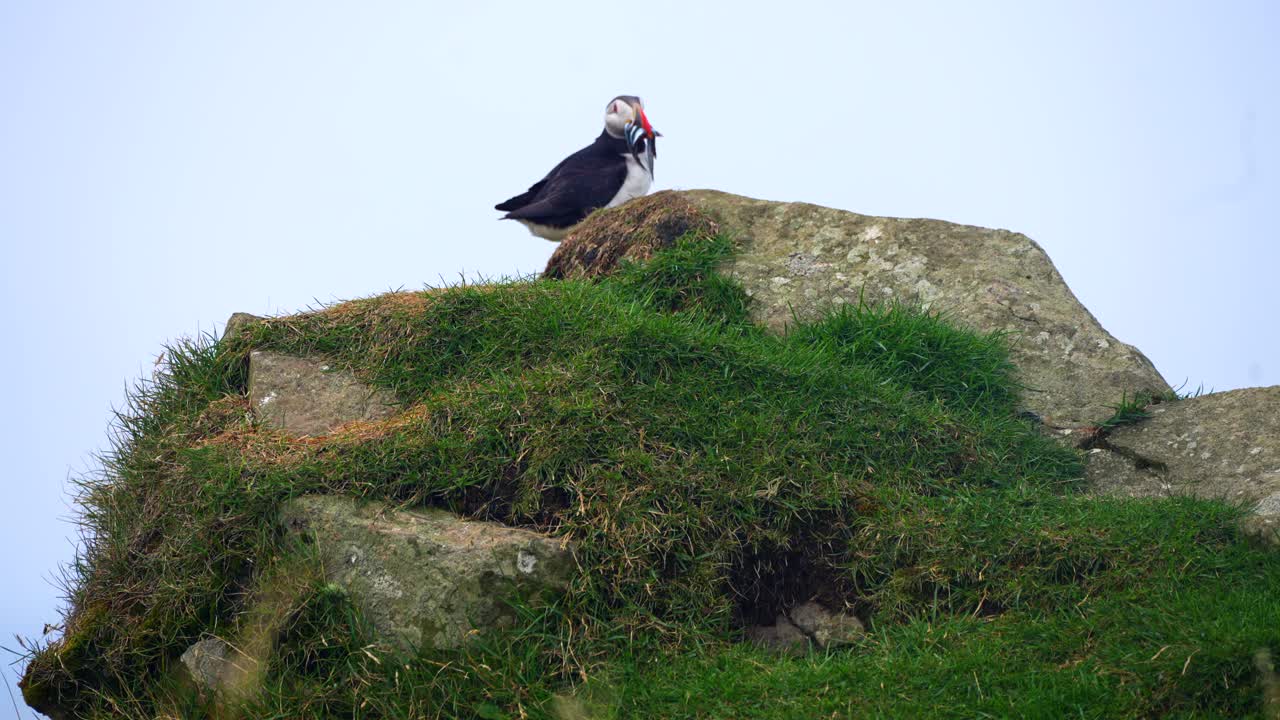 tomada de cerca de un pájaro puffin con peces en la boca mirando a sus crías para alimentarlos en la parte superior de la roca, isla feroe