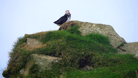 Close-up-shot-of-Puffin-bird-with-fishes-in-mouth-looking-its-young-to-feed-them-on-top-of-rock,-Faroe-Island