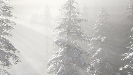 misty fog in pine forest on mountain slopes