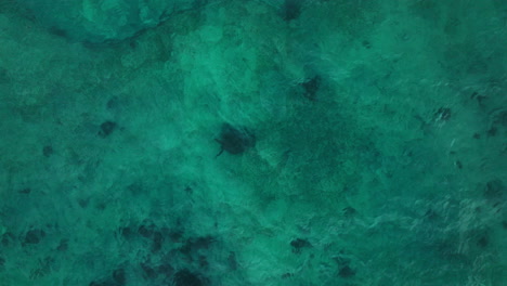 aerial of sea turtle gliding below surface in clear turquoise water near coral patch