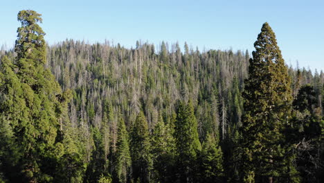 Aerial-circling-over-Giant-Sequoia-National-Monument,-California