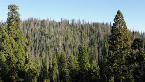 美國加州巨型紅樹林國家紀念碑 (giant sequoia national monument)