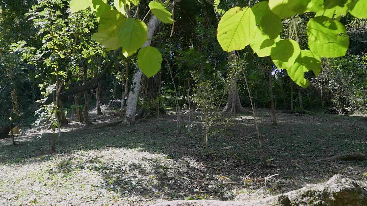 perspectiva animal en un bosque de america latina