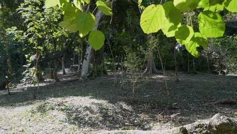 perspectiva animal en un bosque de america latina