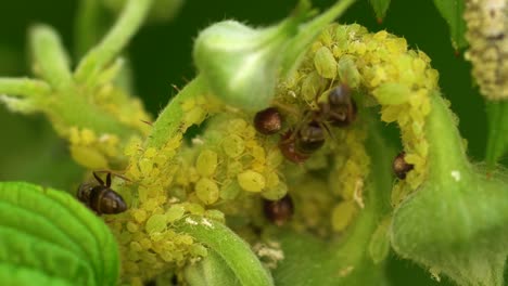 colonia de pulgones cultivada por hormigas