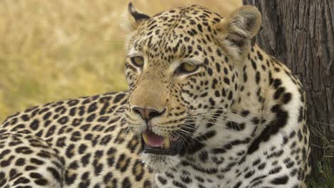 primer plano de un majestuoso leopardo tendido en el suelo junto a un árbol, poder