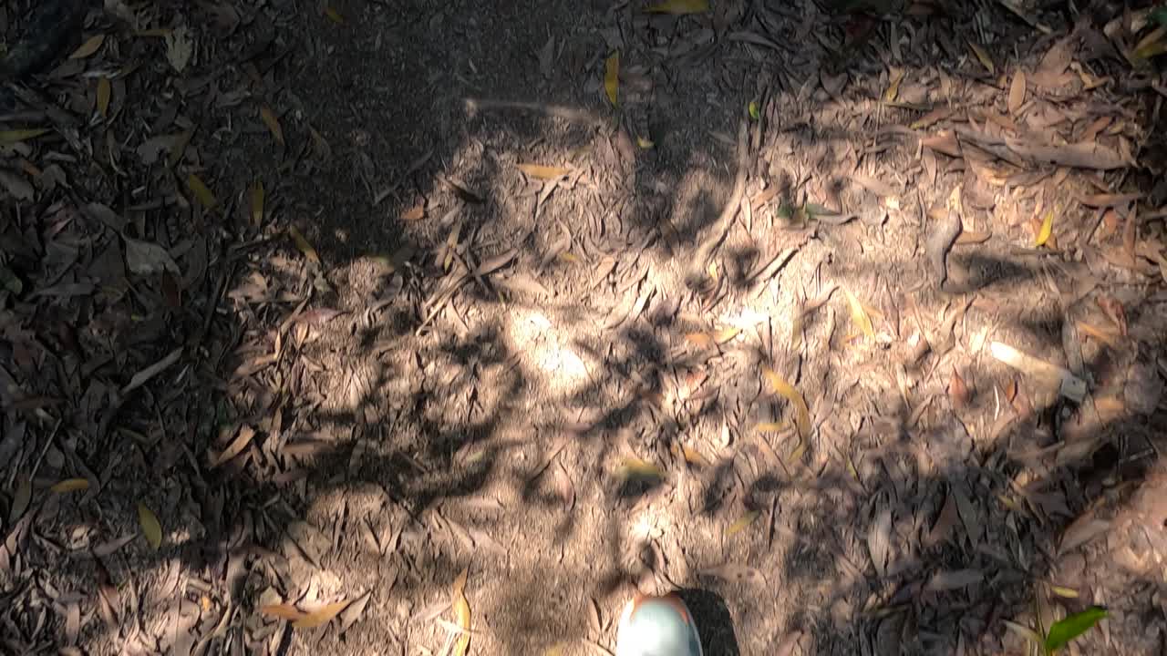 A person walks along a sun-dappled forest path in Daintree, showcasing vibrant foliage and natural textures