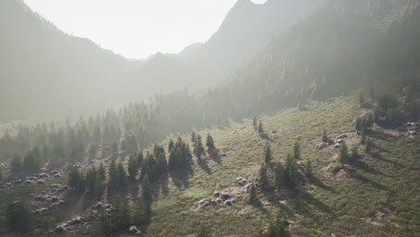 Fir-and-other-pine-trees-on-mountains-on-a-sunny-end-of-summer