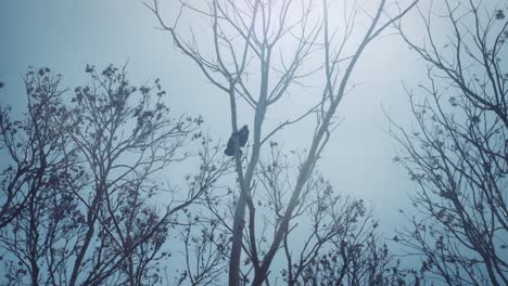 a howler monkey crawls around on some branches