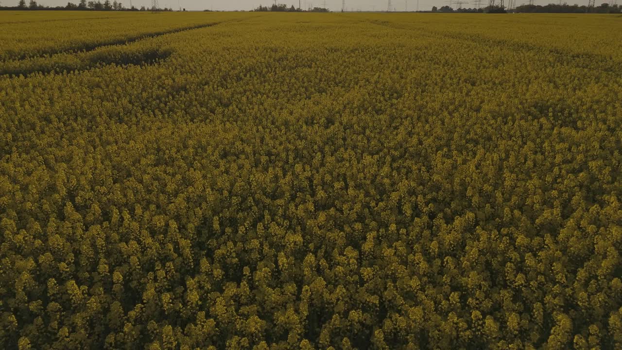 Drone footage of a blooming yellow rapeseed field in spring near Leipzig, Germany. Warm sunset light highlights the vibrant agricultural landscape.