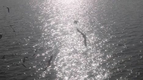 Flock-of-seagulls-flying-in-a-circular-path-over-glittering-sea-water,-static-shot