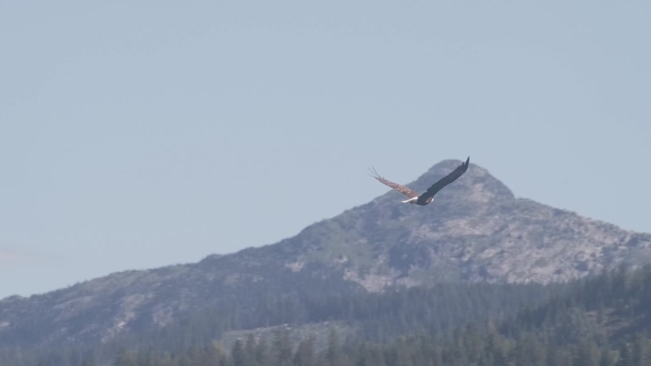 Una maestosa aquila calva si libra su una vista panoramica di cime montuose nell'Idaho settentrionale, al rallentatore