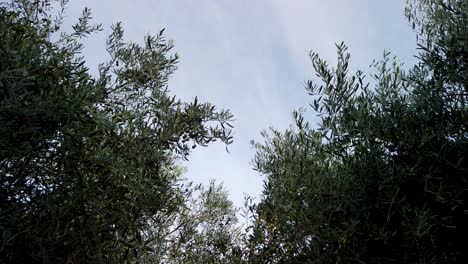 spanish olive tree branches sway in wind with blue sky, low angle static shot