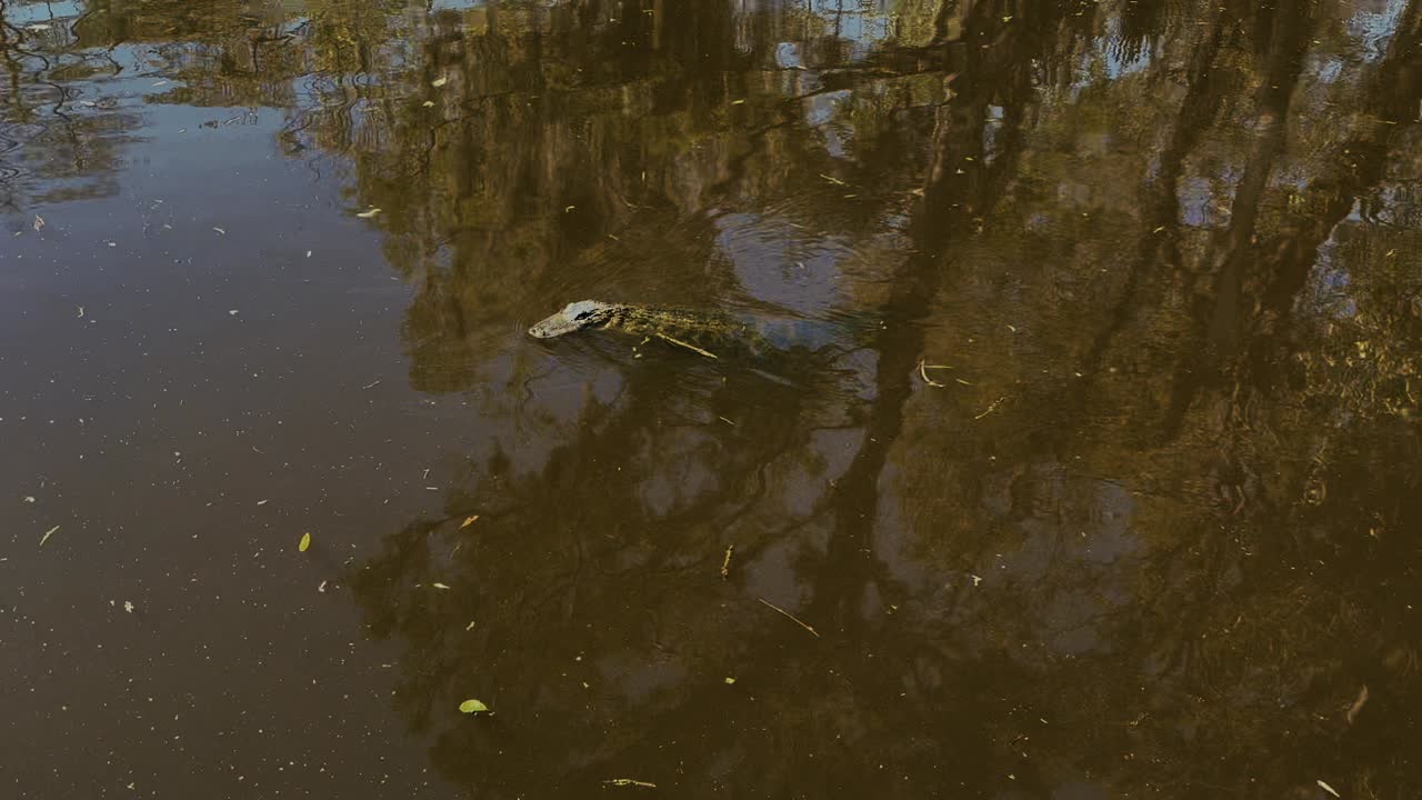 An alligator swims through brown swamp water in Louisiana, with reflections of surrounding trees visible on the surface