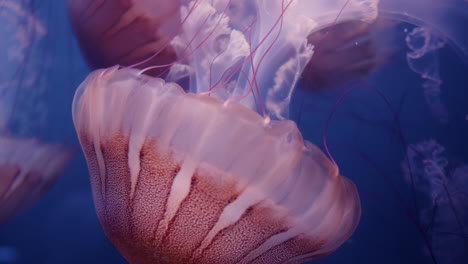 pink jellyfish in aquarium