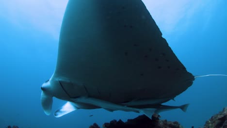 close encounter with a large marine animal