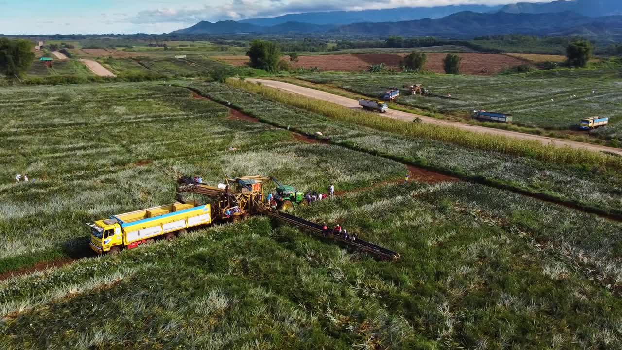 파인애플 수확기의 공중 촬영, 파인애플 과일 수확