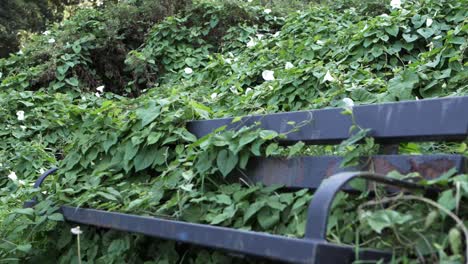 unkempt neglected bench in park coverd in overgrown ivy medium tilting shot