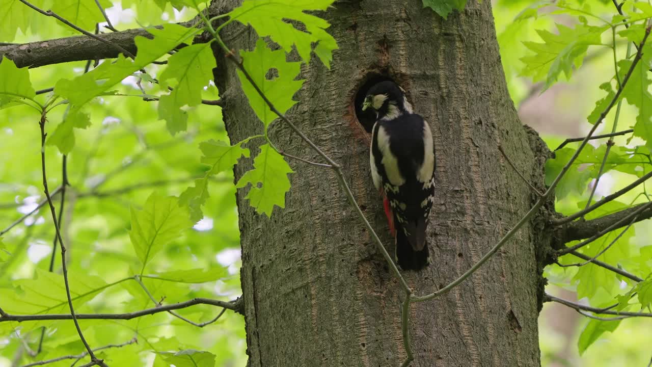 gran pájaro carpintero moteado hembra alimentación pollito juvenil con larvas de insectos