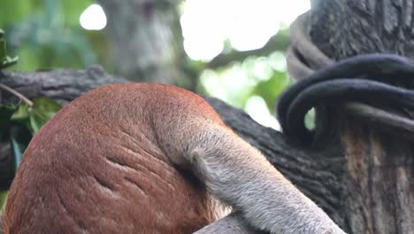 Reddish-brown-fur-long-nosed-proboscis-monkey,-nasalis-larvatus-sitting-on-top-of-tree-branch,-bend-over-and-looking-down-at-something-in-forest-environment,-selective-focus-handheld-motion-shot