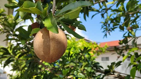 unripe sapodilla fruits hanging on the tree, not ready for harvest. a tropical fruit known for its sweet taste when ripe.