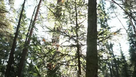 sunlight filtering through a forest canopy