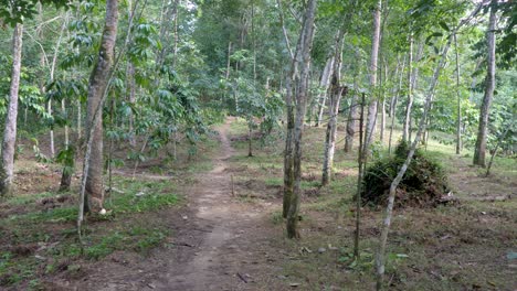 Grün-Und-Wald-Mit-Pfad-Dazwischen