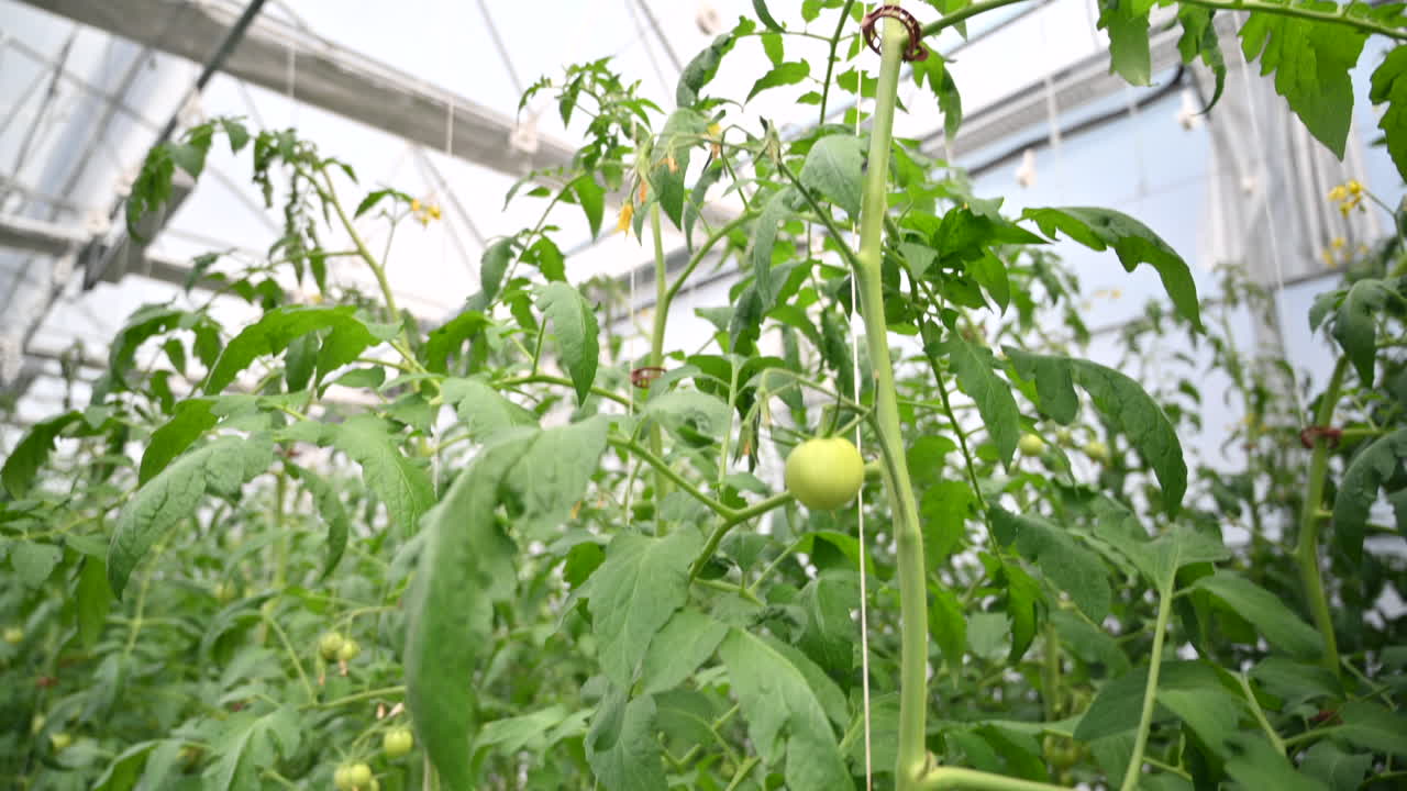 Rows of tomatoes growing in a greenhouse