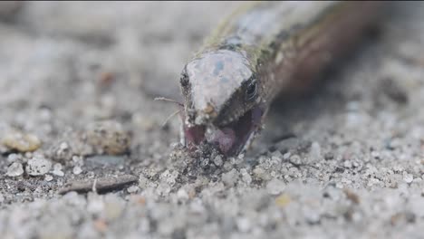 Close-Up-View-Of-Anguis-fragilis-Opening-Mouth-Wide-Open