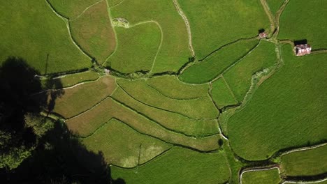 vista panorámica de detalles sobre el campo de arroz tierra de cultivo plantación en irán agricultura tradicional por la gente local en el campo de la aldea verde patrones de fondo