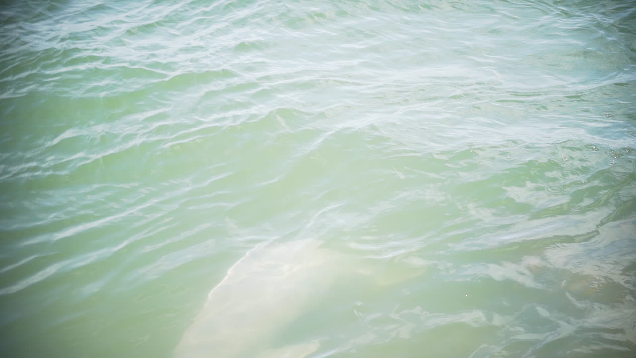 아마존 강에서 지나가는 몇 마리의 강 돌고래