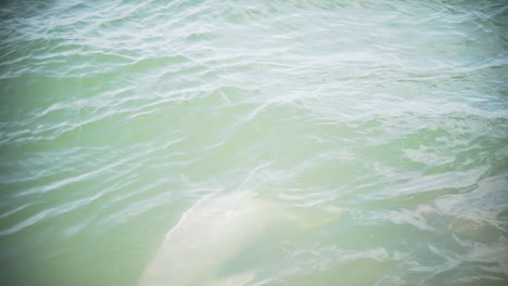 few river dolphins passing by in an amazonian river