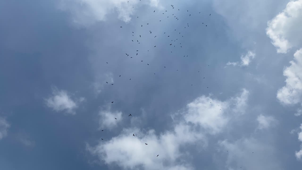 Silhouette Of Birds Against Blue Cloudy Sky - Low Angle Shot