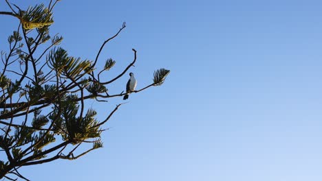 cormorants rest on a pine tree against a clear sky during sunset, creating a serene and natural scene