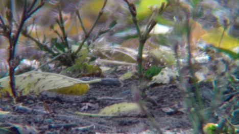 close up of dirt and grass with fallen leaves on the ground during a windy day