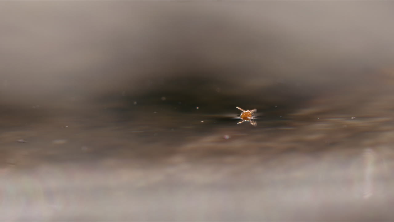 물 속에 떠다니는 작은 룩