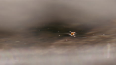 Pequeño-ácaro-Flotando-En-El-Agua