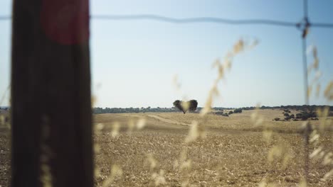 Weizenfeld-Unter-Blauem-Himmel,-Sonne-Scheint,-Hinter-Zäunen-Und-Stroh-In-Horizontaler-Slider-Kamera