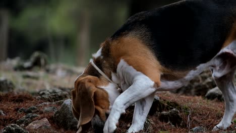 fotografía de cerca de un perro beagle jugando con una piedra mientras está en un viaje al bosque durante el día